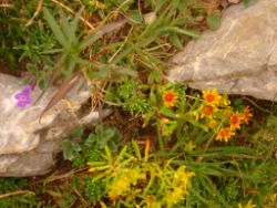 2013-09-08_6Falkenh-Steinfalk (130).JPG